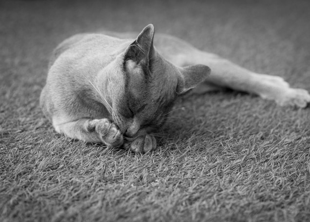 Chat sur moquette